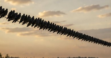 Falha em um provedor derruba 29% do stake e quase para a Solana - Solana falha de roteamento